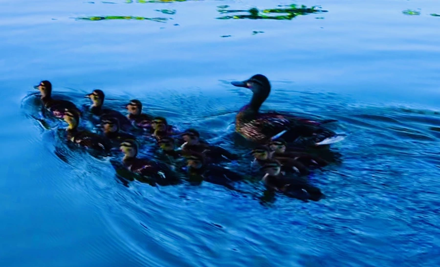 IMG_2680.jpg?type=w966