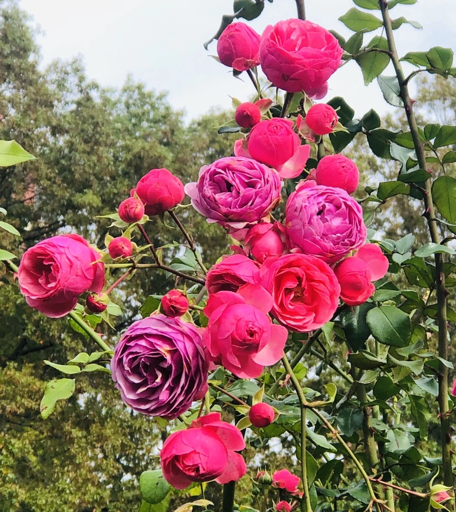 IMG_2834.jpg?type=w966