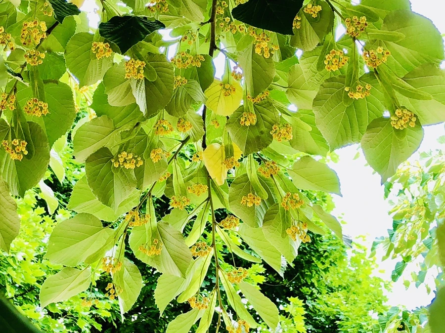 IMG_0579.jpg?type=w966