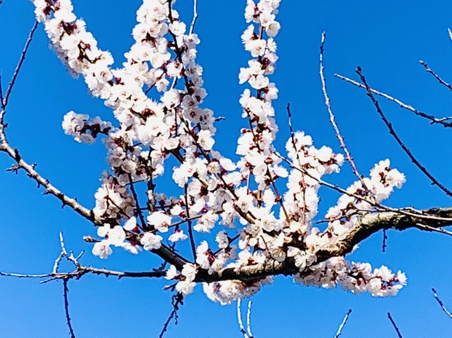 IMG_7479.jpg?type=w966