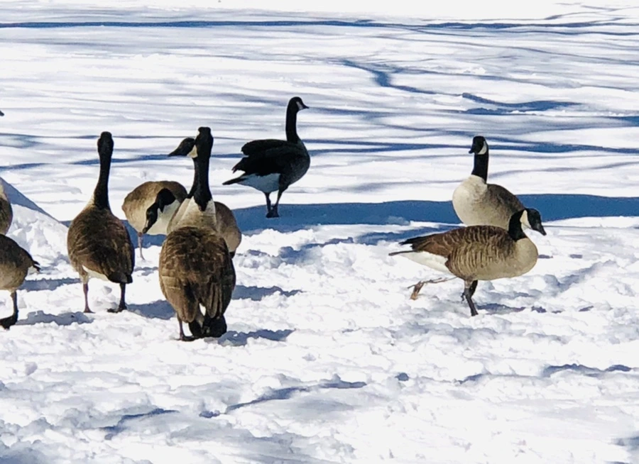 IMG_3965.jpg?type=w966