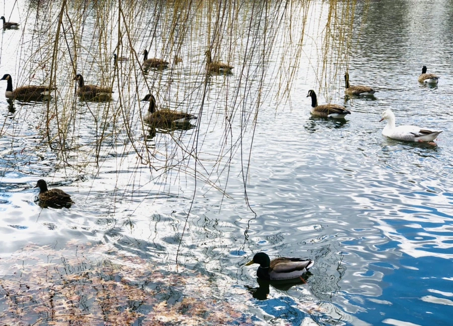 IMG_4326.jpg?type=w966