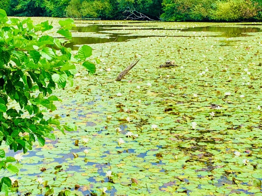 IMG_9258.jpg?type=w966