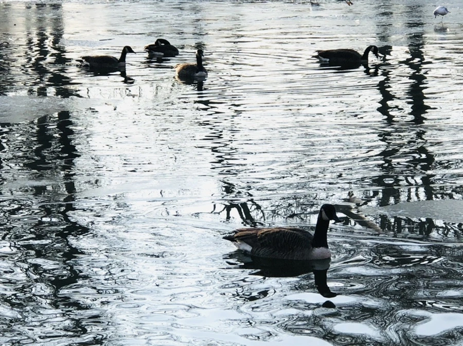 IMG_2686.jpg?type=w966