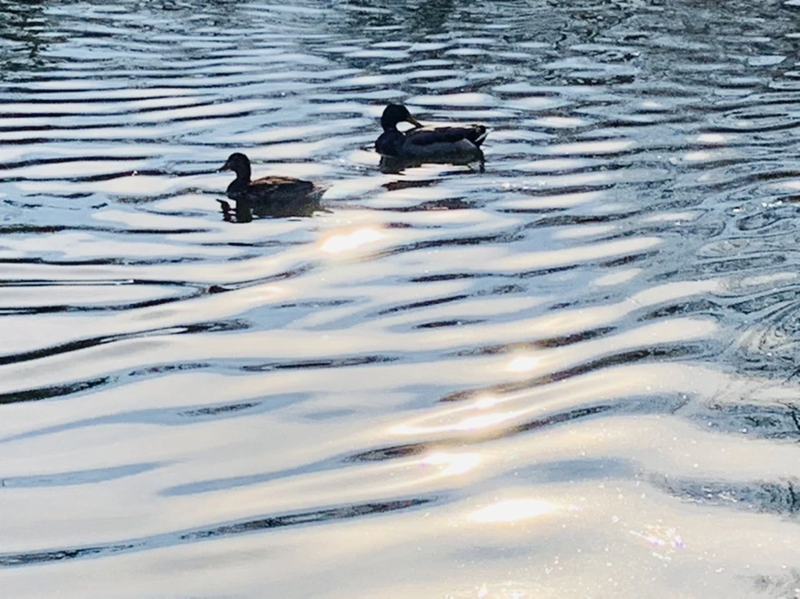 IMG_0351.jpg?type=w966