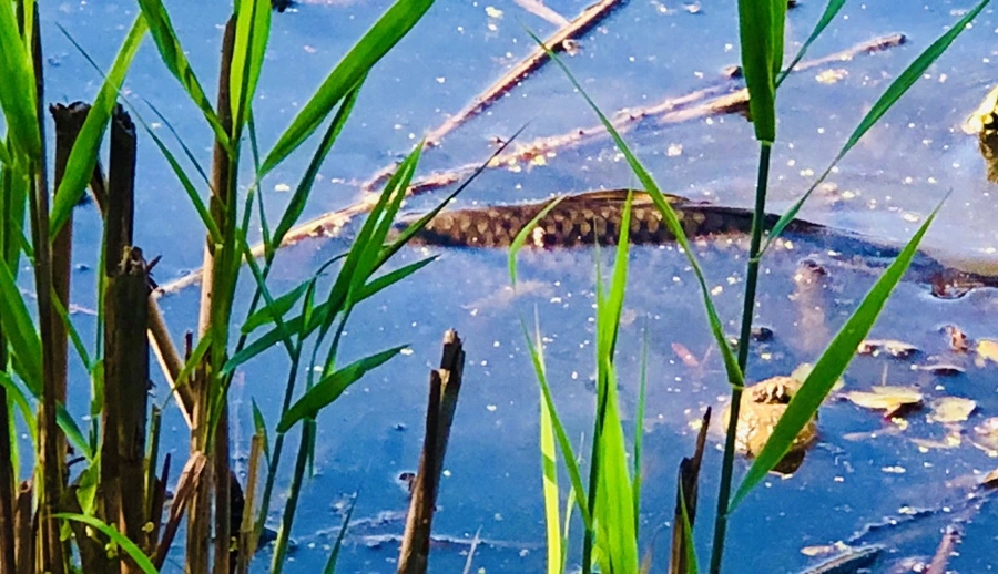 IMG_3848.jpg?type=w966