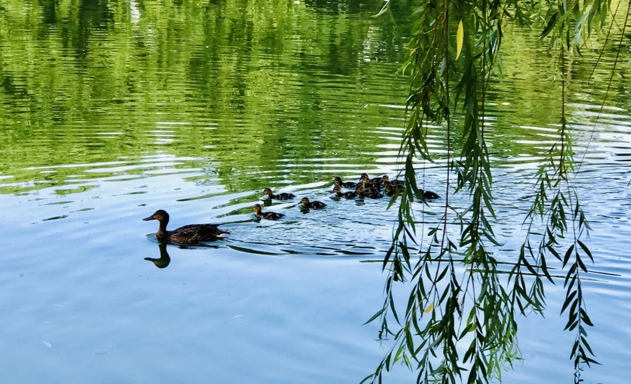 IMG_1116.jpg?type=w966