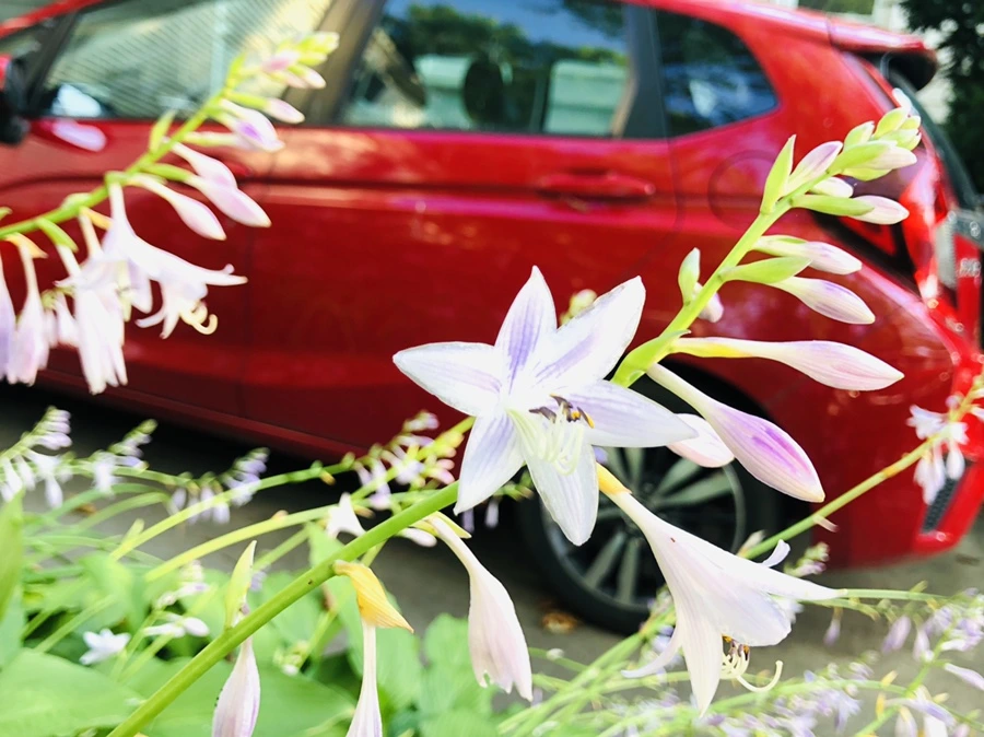 IMG_1871.jpg?type=w966