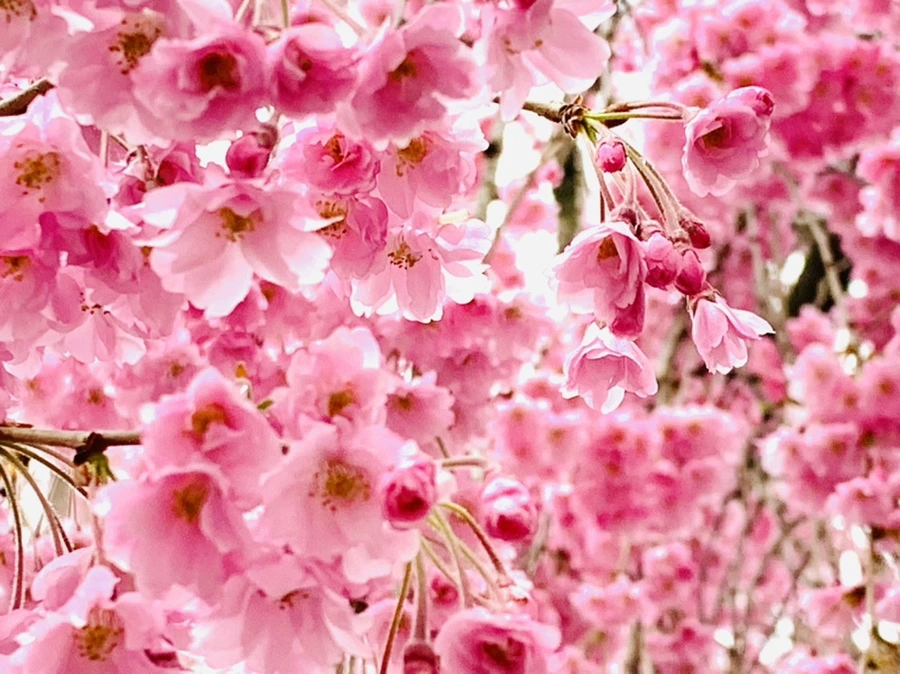 IMG_0781.jpg?type=w966