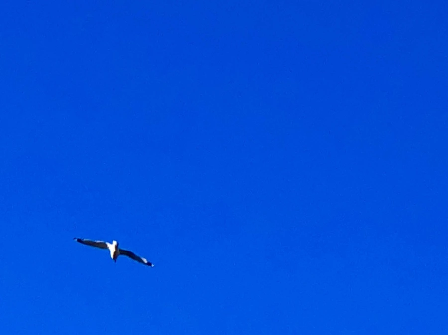 IMG_1445.jpg?type=w966