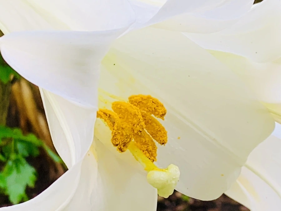 IMG_1020.jpg?type=w966