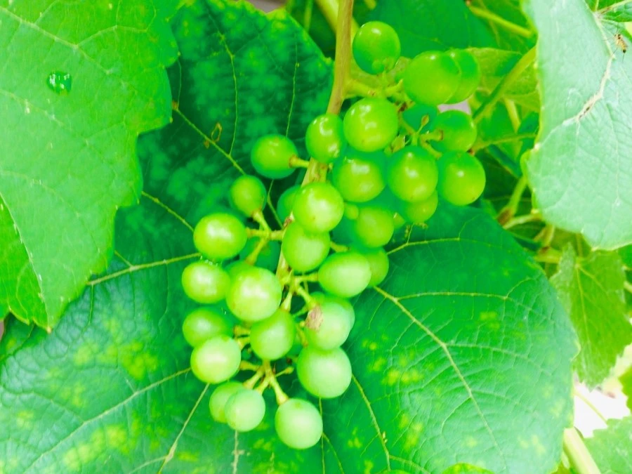 IMG_9974.jpg?type=w1