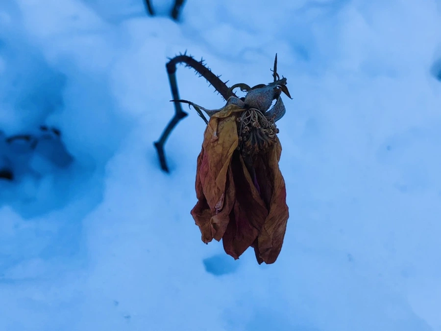 IMG_1373.jpg?type=w966