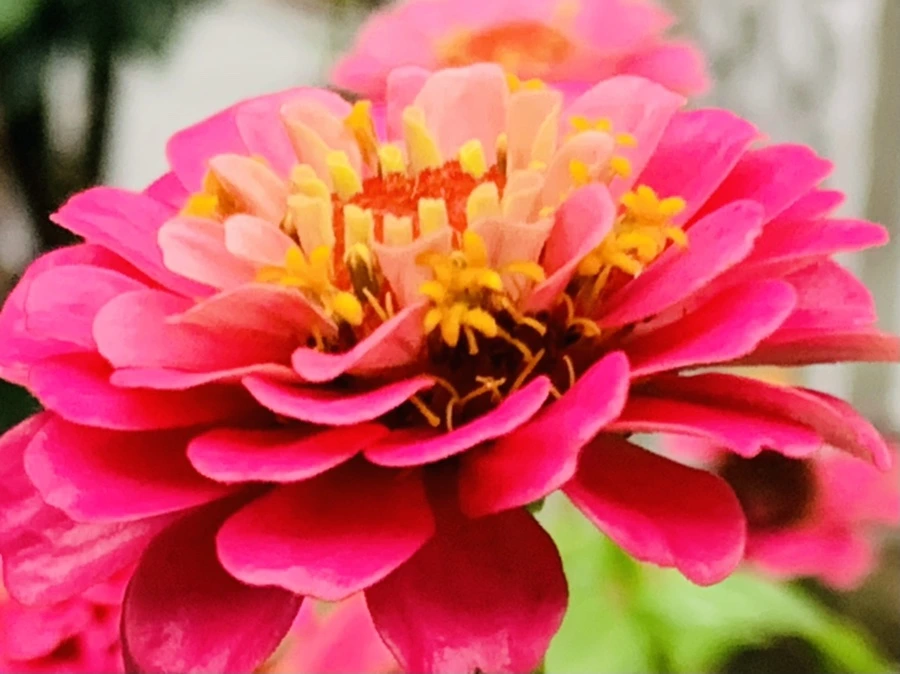 IMG_3661.jpg?type=w966