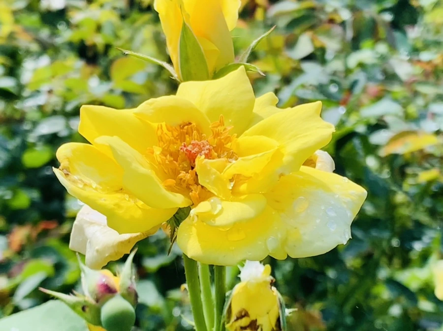 IMG_8413.jpg?type=w966