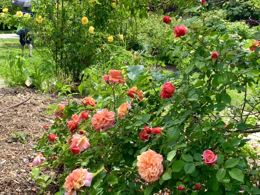 IMG_5779.jpg?type=w966