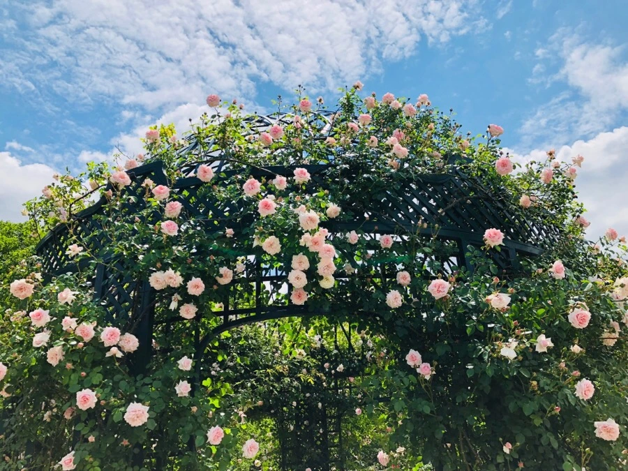 IMG_7185.jpg?type=w966