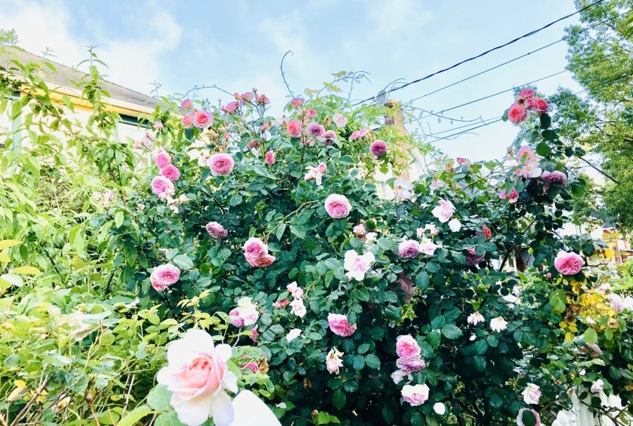 IMG_8286.jpg?type=w966