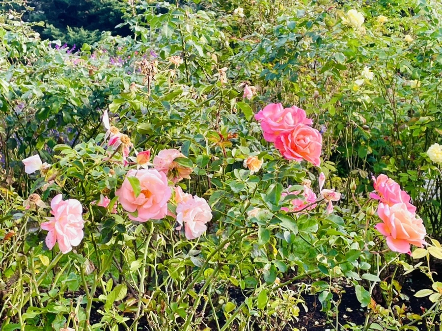 IMG_0992.jpg?type=w966