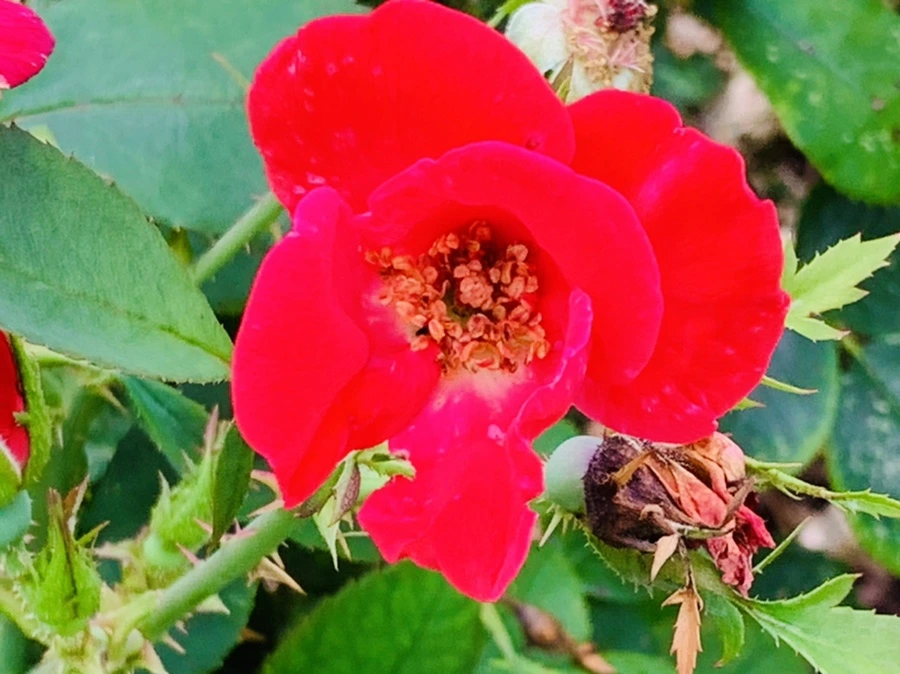 IMG_0465.jpg?type=w966