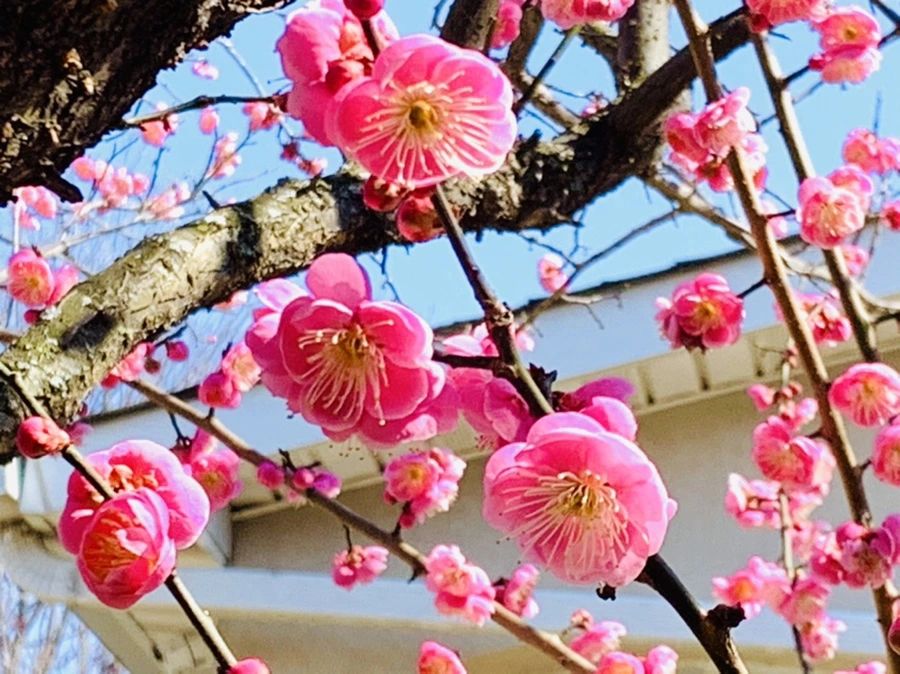 IMG_3044.jpg?type=w966