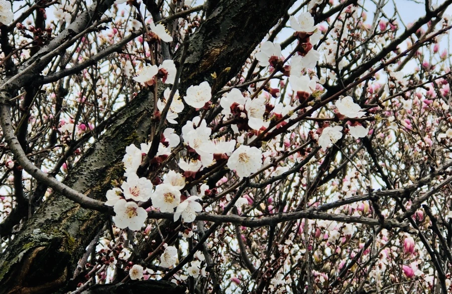 IMG_6344.jpg?type=w966