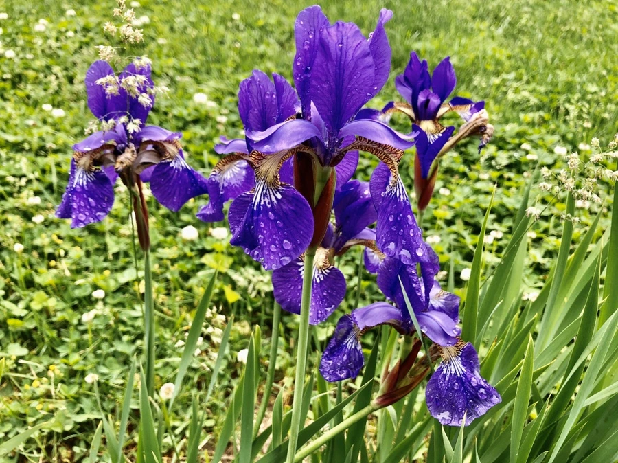 IMG_7539.jpg?type=w966