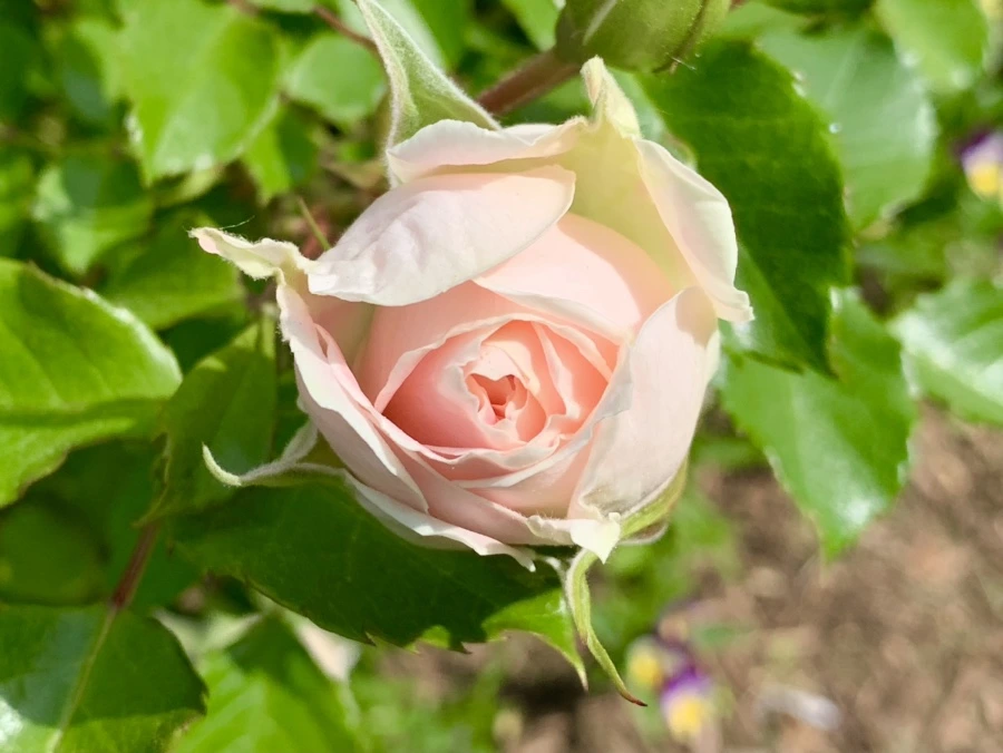 IMG_5733.jpg?type=w966