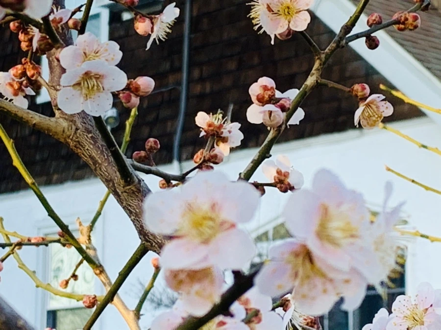 IMG_0933.jpg?type=w966