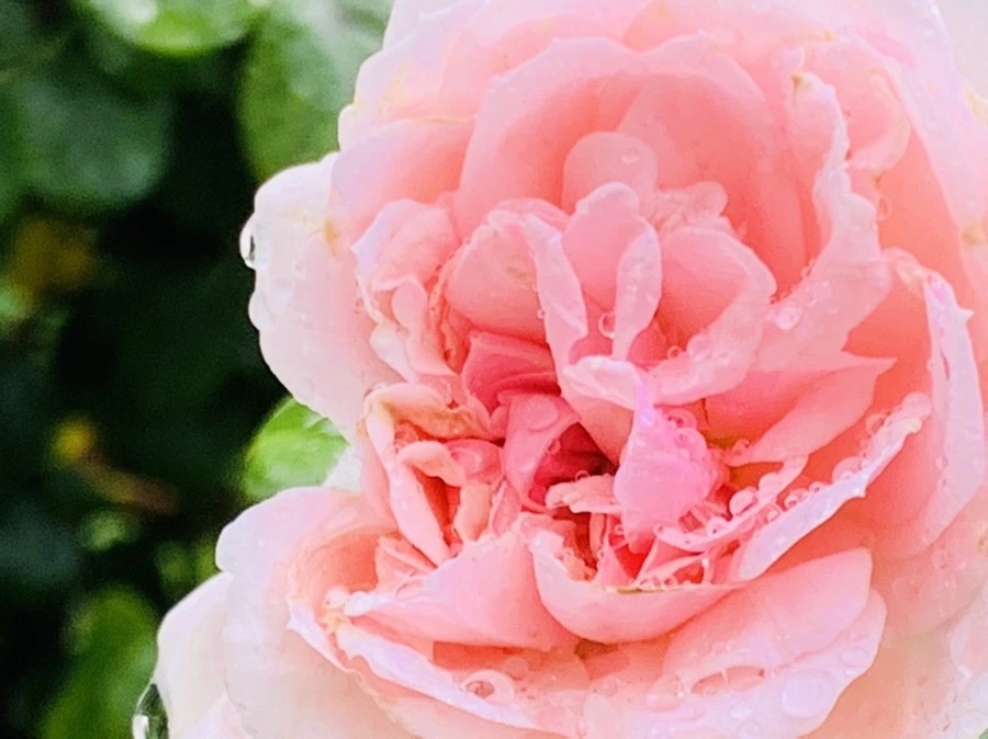 IMG_7329.jpg?type=w966