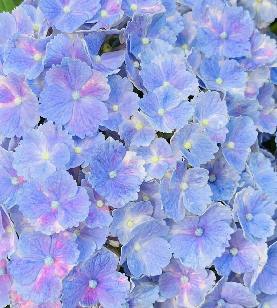 IMG_7348.jpg?type=w966