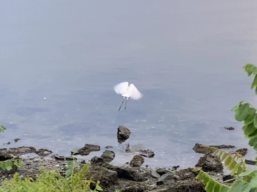 IMG_0575.jpg?type=w966