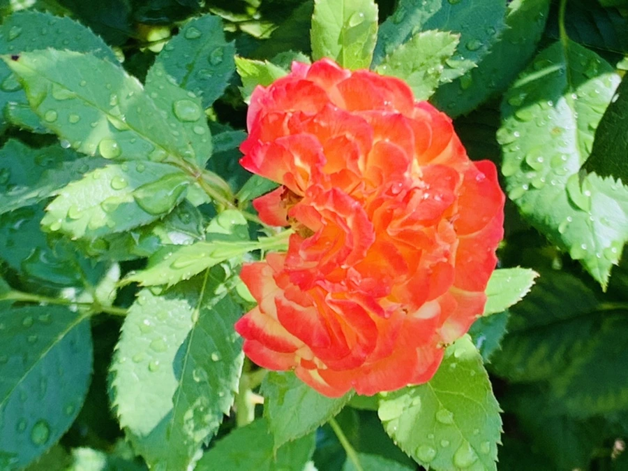 IMG_8465.jpg?type=w966