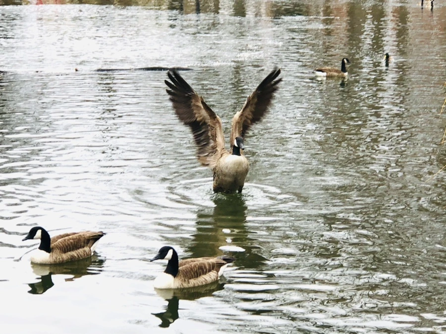 IMG_6142.jpg?type=w966