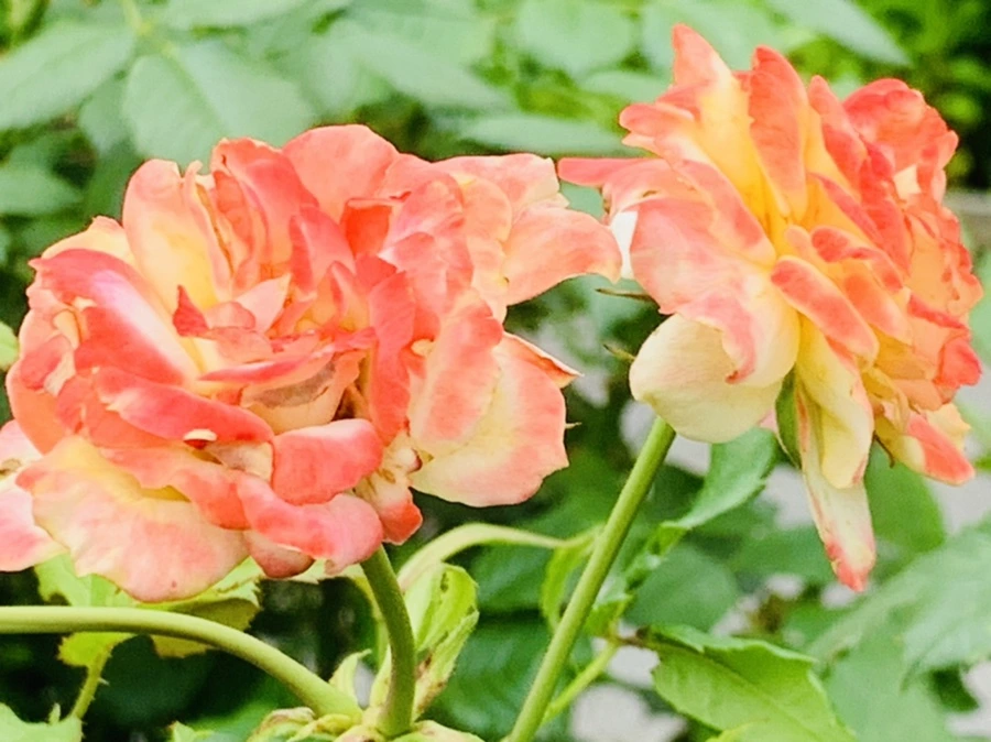 IMG_0454.jpg?type=w966