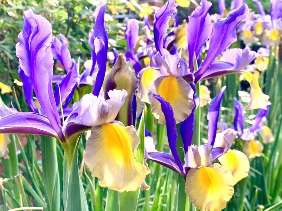 IMG_9091.jpg?type=w966