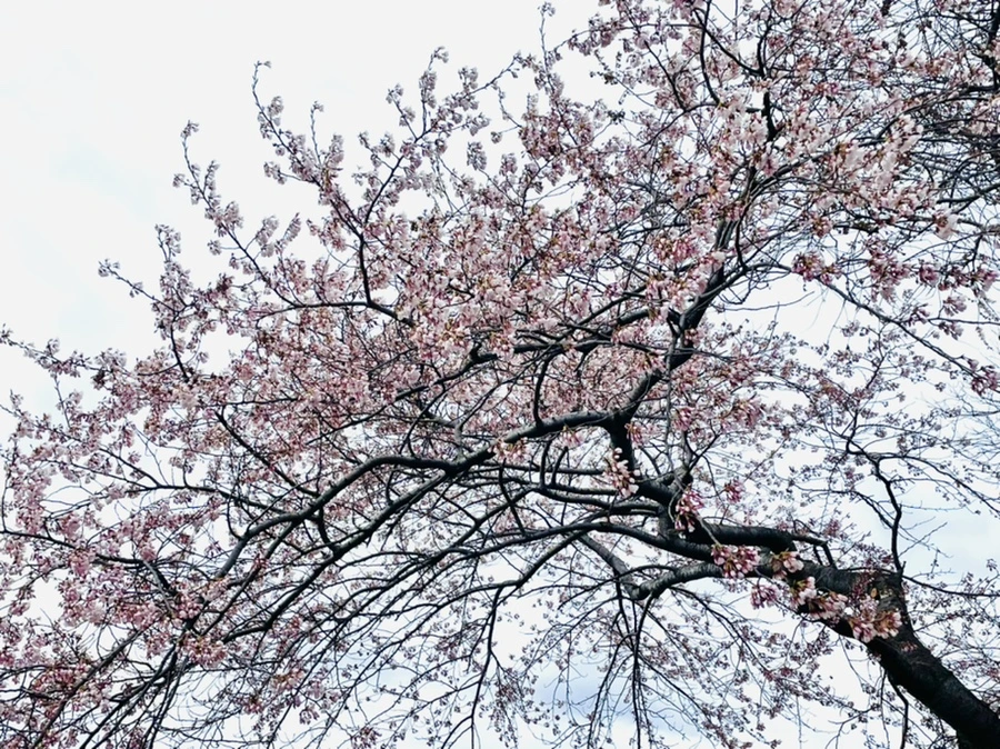 IMG_8242.jpg?type=w966