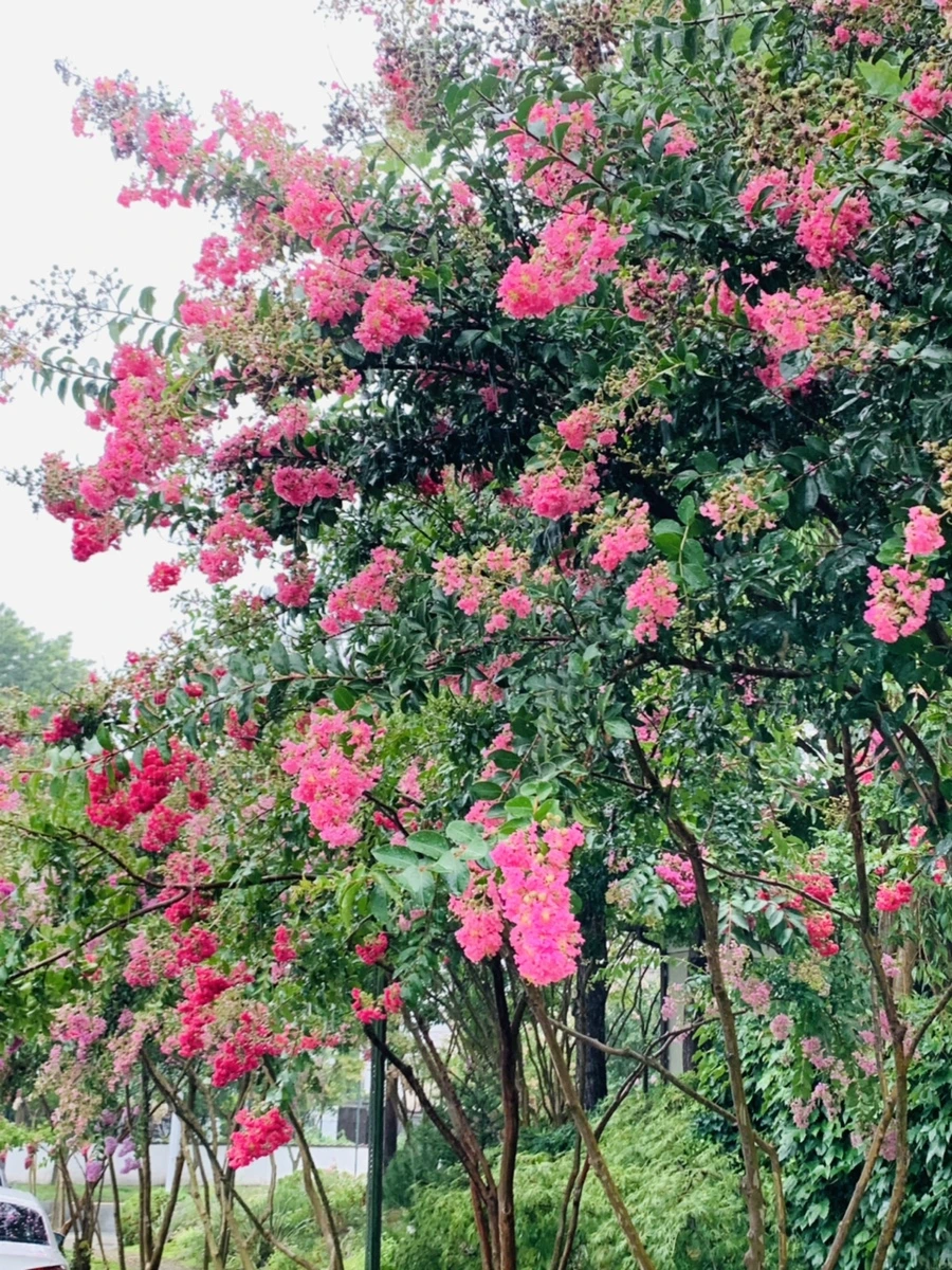 IMG_3798.jpg?type=w966