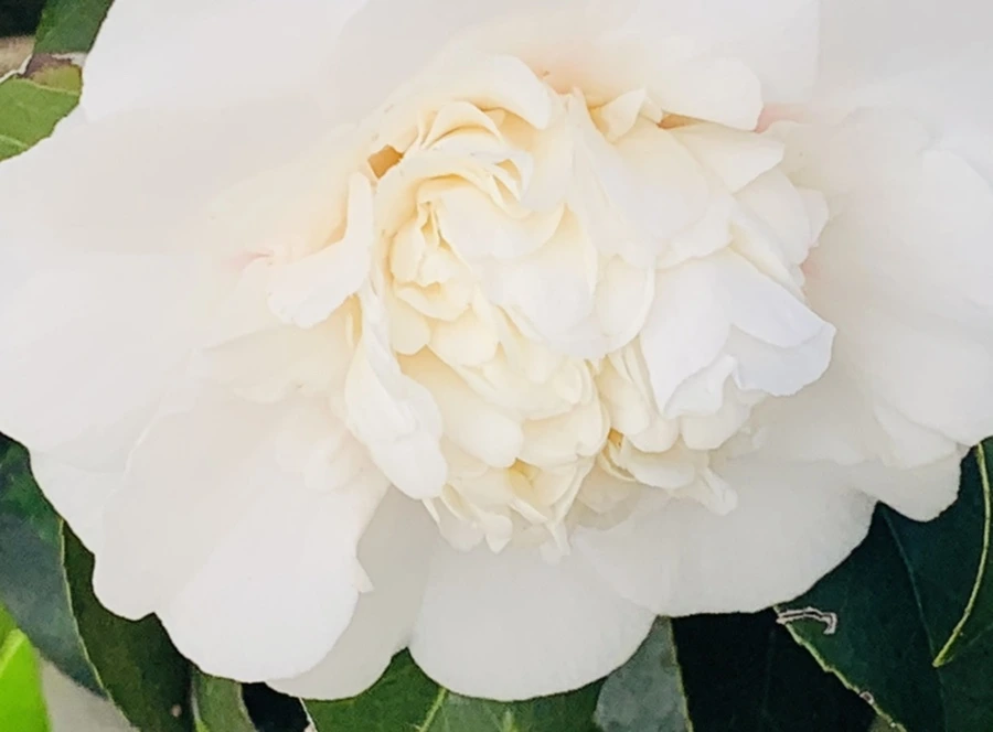 IMG_8607.jpg?type=w966