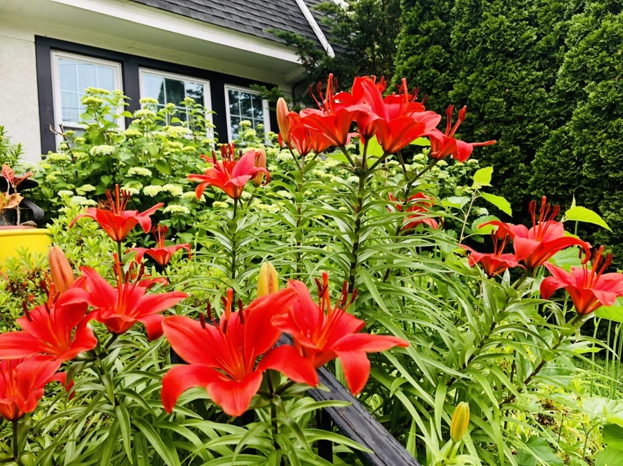 IMG_8918.jpg?type=w966