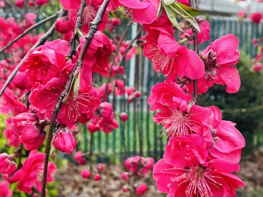 IMG_1255.jpg?type=w966