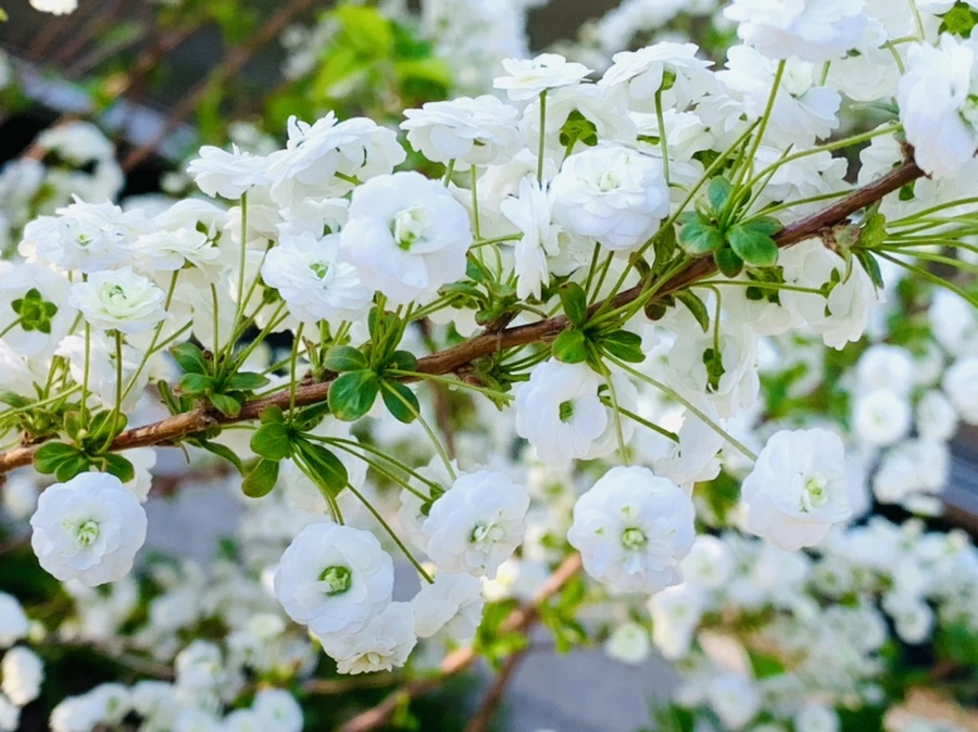 IMG_3277.jpg?type=w966