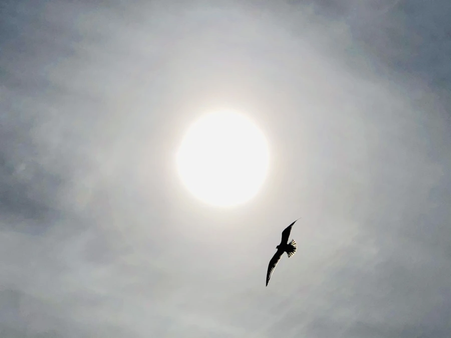 IMG_3126.jpg?type=w966