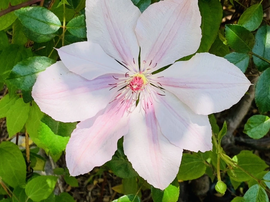 IMG_4197.jpg?type=w966