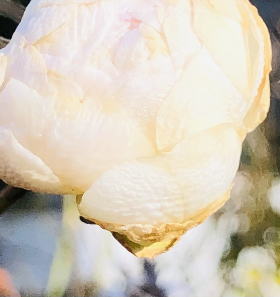 IMG_1389.jpg?type=w966