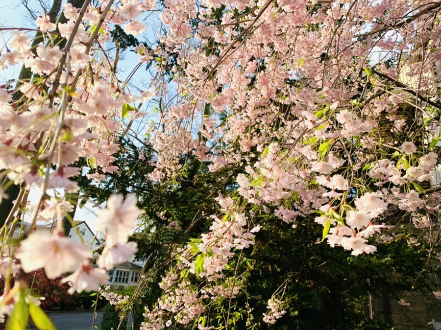 IMG_3808.jpg?type=w966