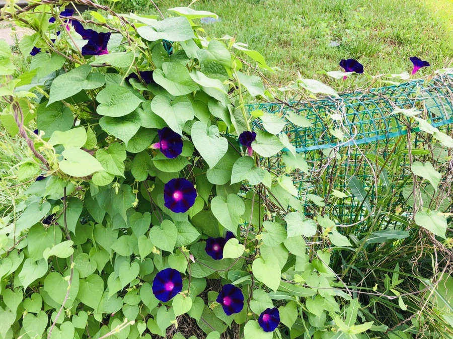 IMG_4270.jpg?type=w966