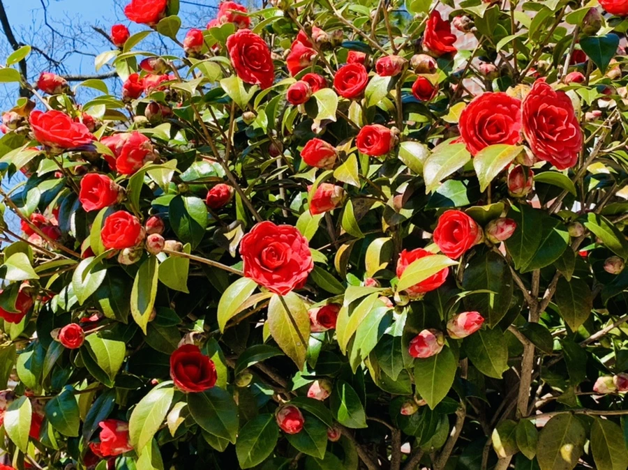 IMG_7765.jpg?type=w966