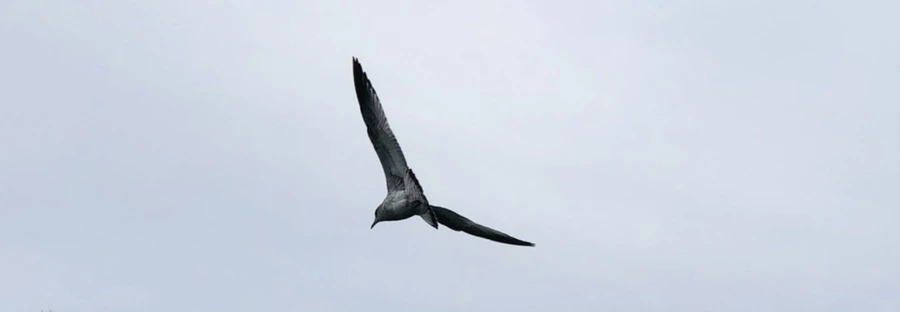 IMG_1026.jpg?type=w966