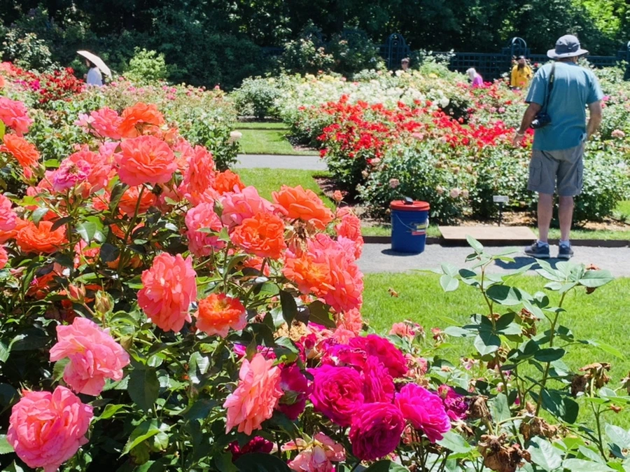 IMG_4163.jpg?type=w966